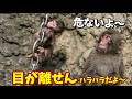 【パンチくん🐵】あーっ辞めてー！ハラハラ💦パンチくんの真似を始めた赤ちゃん猿！