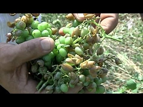 ფერმა - სეტყვამ გურჯაანისა და ყვარლის რაიონებში ვენახები და საზამთროს ბაღები გაანადგურა