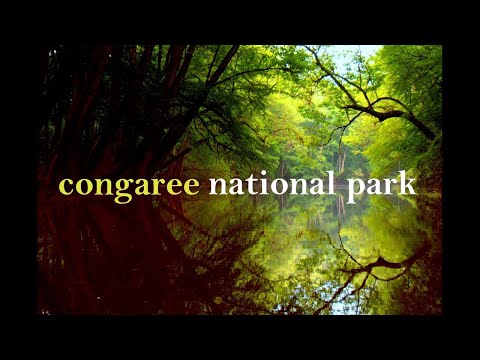 Vídeo: Parc nacional de Congaree de Carolina del Sud