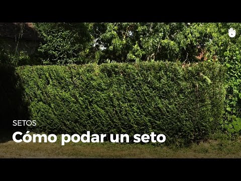 Vídeo: Por Encima Del Seto