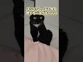絶対ニヤける猫映像5選www #猫 #猫のいる暮らし #猫動画 #ねこ #可愛い #かわいい #癒し #ペット #動物 #2ch #shorts