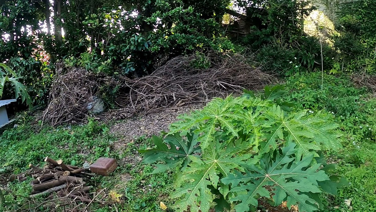 沖縄のパパイヤ栽培記録 苗を植えてから4ヵ月目の木や葉の成長を紹介 先月頃から花や実も付けてきました 品種は矮性種のベジキング 洛陽 シンタです Youtube