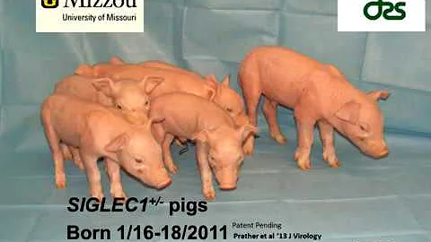 Iowa Swine Day 2017 Randy Prather, Gene Editing fo...