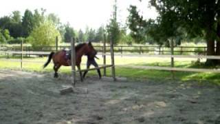 brandys nice little jump