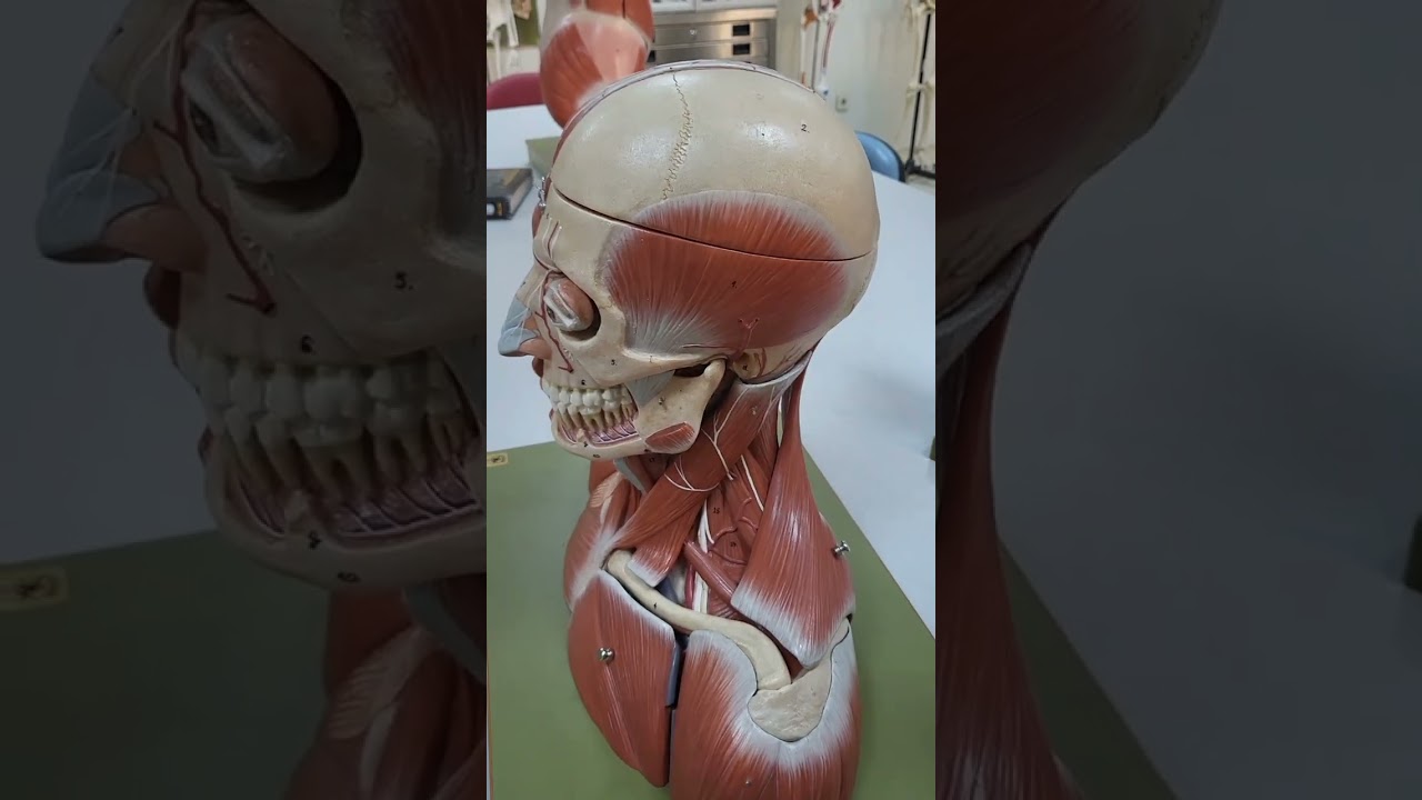 Baş ve boyun kasları anatomisi