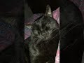 Den qui dort encore profondment  croqu  chatnoir cat cute