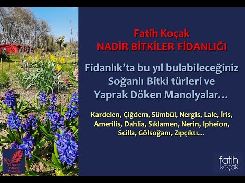 Video: Büyüyen Bahar Yıldız Çiçeği Soğanları - Ipheion Yıldız Çiçeği Soğanları Nasıl ve Ne Zaman Ekilir