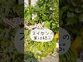 くたぁ〜としたスイセンの葉っぱどうしてる?5月