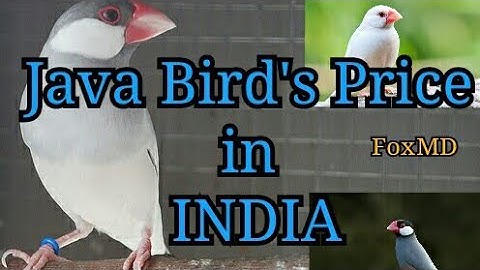 Top 3 Java Bird