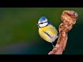 Comederos para aves, como hacer la mejor foto. Curso fotografía de aves #6