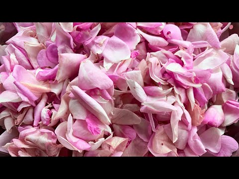 Video: Wie Man Rosenblütenmarmelade Macht