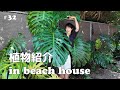 #32 植物紹介in beach house ／Beach house garden