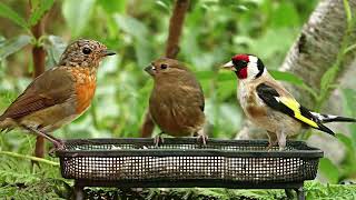 Bird Sounds In The Summer Garden By Audio Efefcts