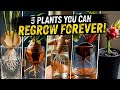 5 Plants You Can Grow in Water (No Soil Needed!)