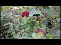Chilling in my little flower garden this weekend.( Cuối tuần chill cùng vườn hoa nhỏ)