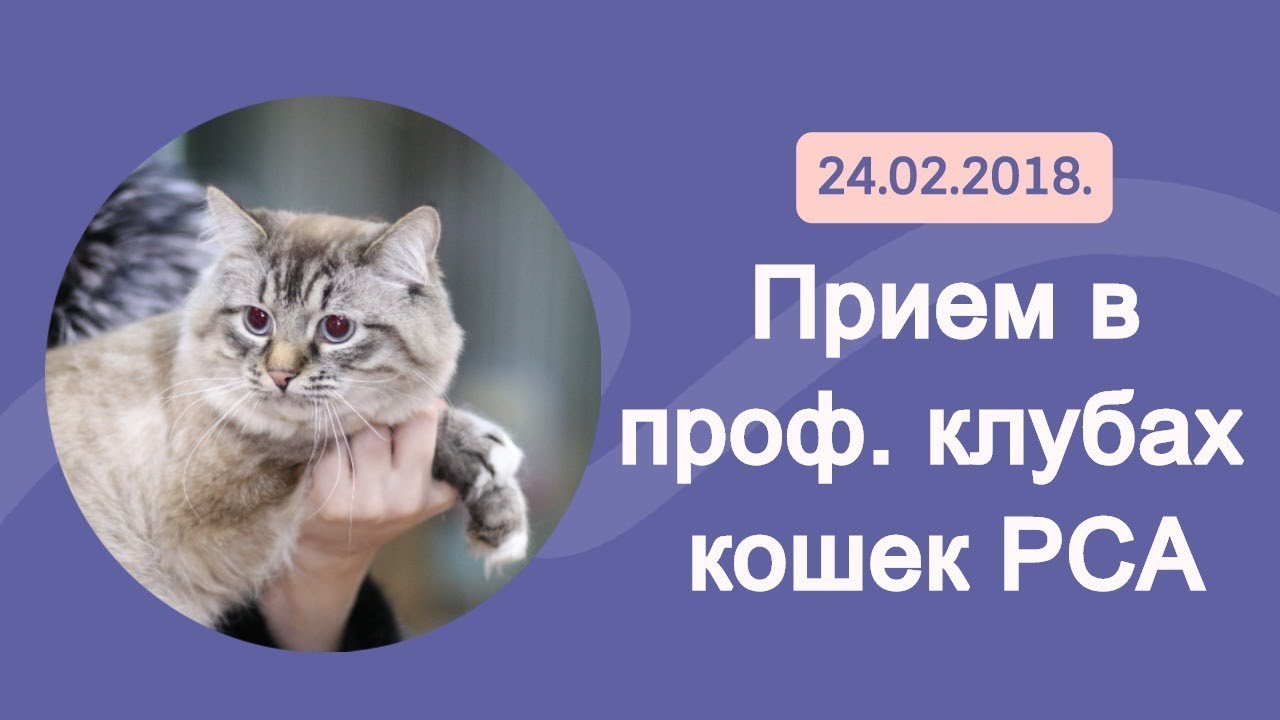 кошки породы Прием в проф. клубах кошек PCA 24.02.2018г