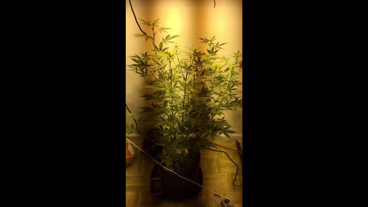 Update - New Autoflowers
