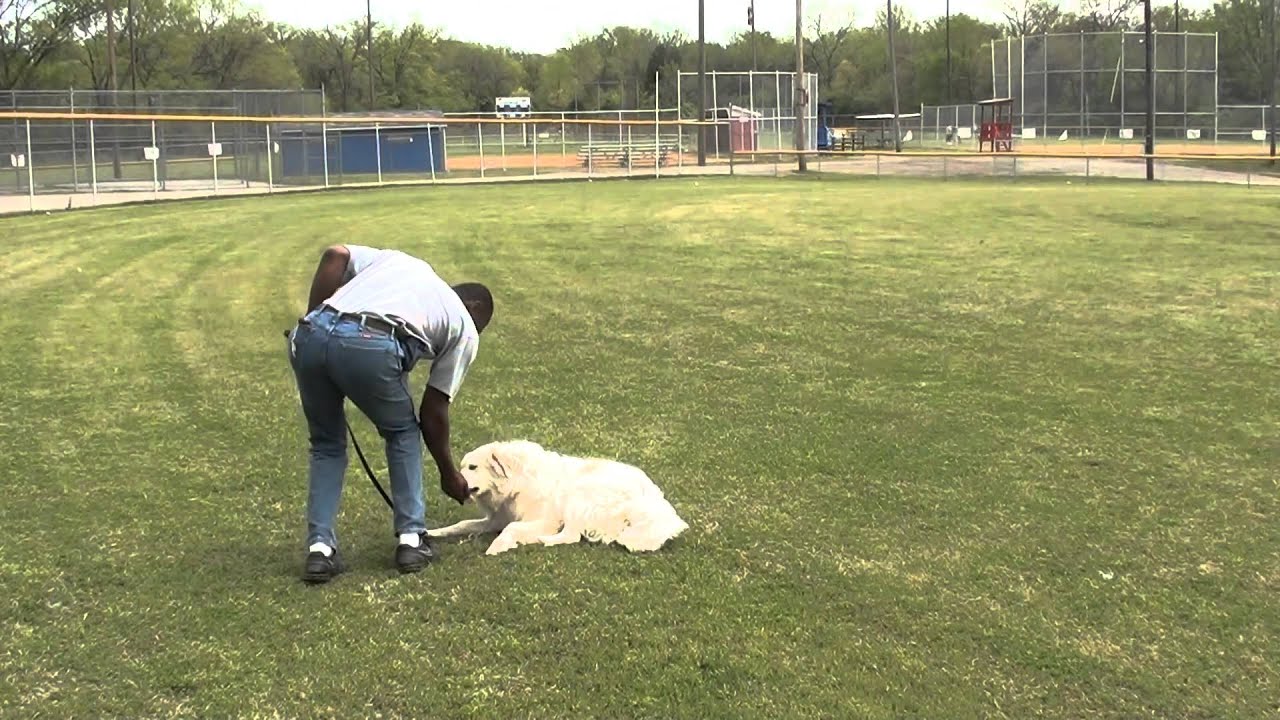 Guy Nashville Dog Trainer 030 Training a Great Pyrenees Basic obedience
