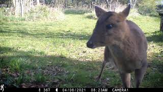 Muntjac fawn calling.