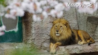 Lion ぬくもりを感じるライオン夫婦 リッキーとティモン