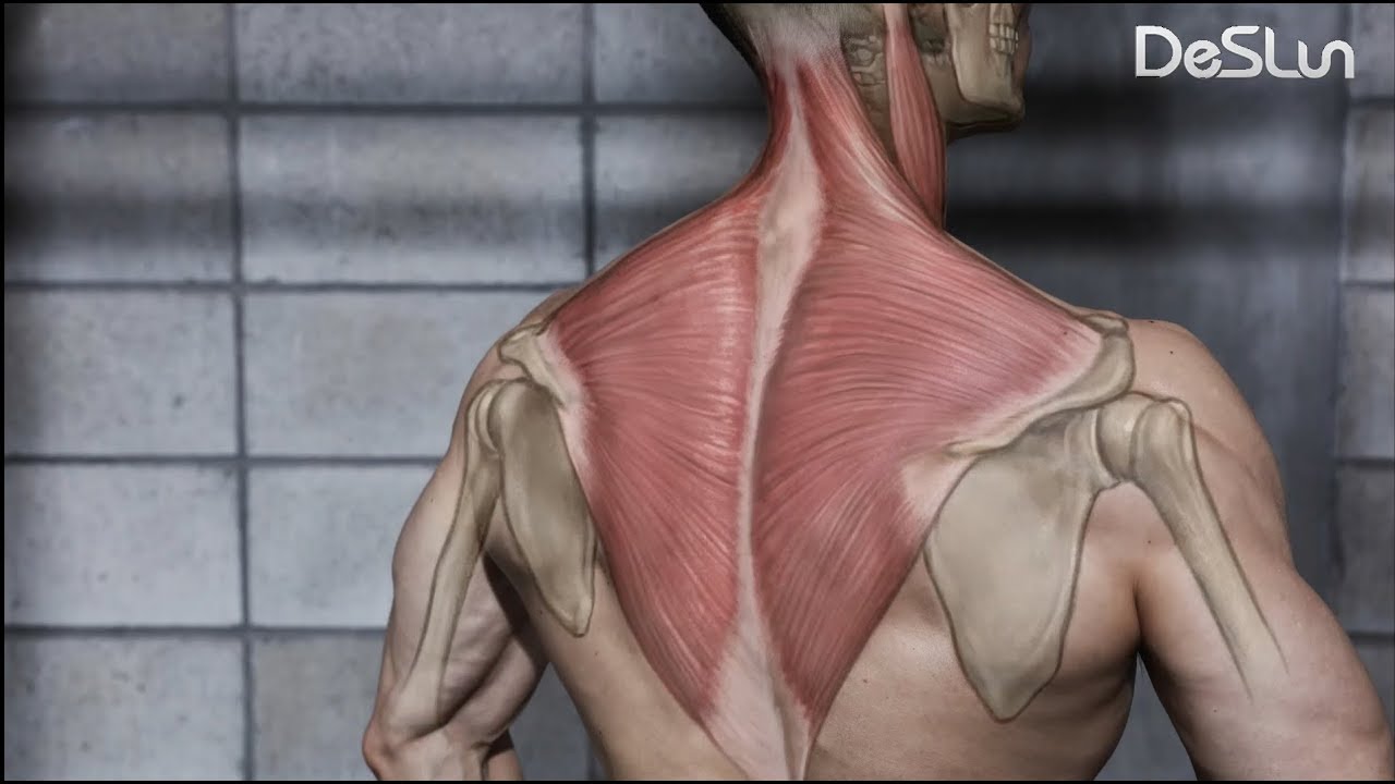 어깨가 앞으로 굽은 당신이 반드시 해야 하는 운동 - 승모근활성화. 데스런