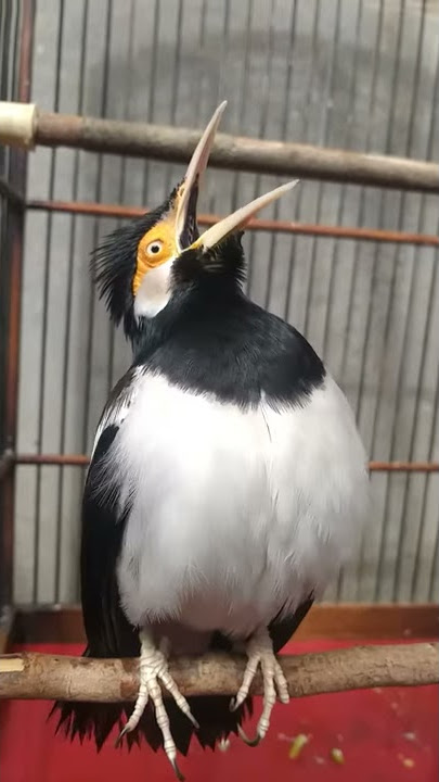 Pancingan jalak suren uren