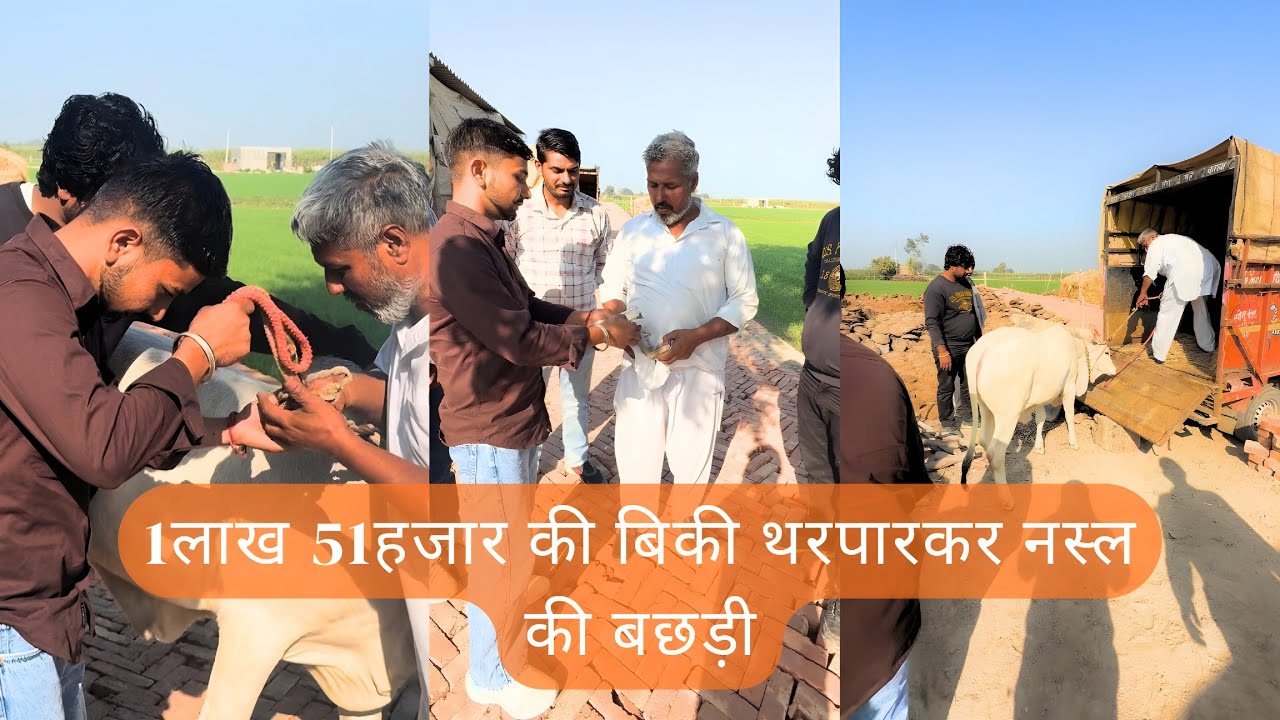 1 लाख 51 हजार की बिकी थरपारकर नस्ल की बछड़ी (पार्वती) | Daughter of TP-21162 Bull