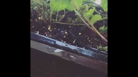 Raspberry pi garden watering
