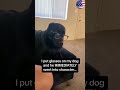 Cat Dog Pets Funny Funnyvideos Foryou Music Cat Dog Pets Funny Funnyvideos Foryou Music