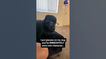Cat Dog Pets Funny Funnyvideos Foryou Music 