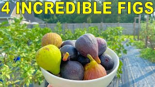 4 FIG VARIETIES I Almost Culled That Are Now Blowing My Mind