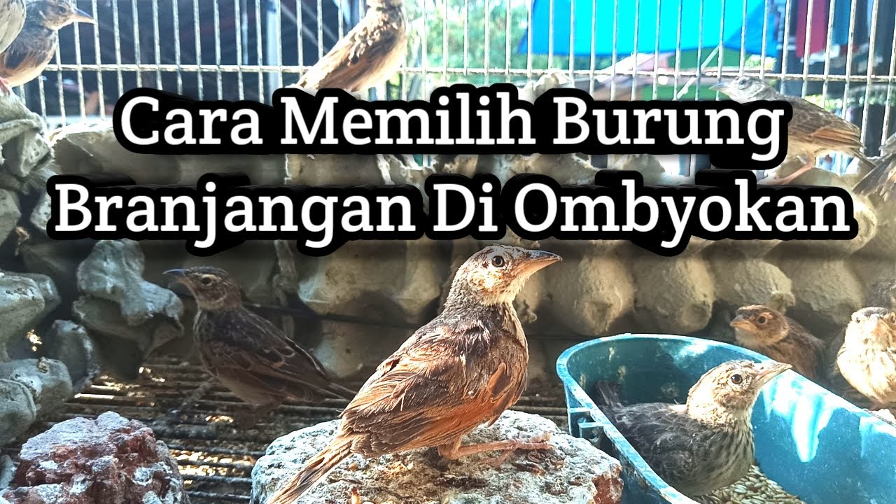 Cara Memilih Burung Branjangan Di Ombyokan
