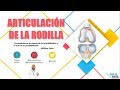 Anatomía - Articulación de la Rodilla (Medios de Unión, Ligamentos, Vasos y Nervios)