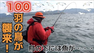 離島で釣りしたら100羽の鳥が魚を追っかけてた! 離島で釣りしたら100羽の鳥が魚を追っかけてた!