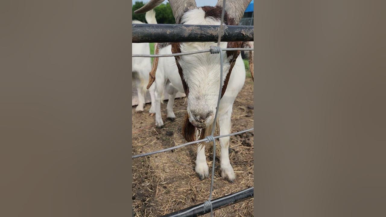 goat sick 🤧 runny nose goat YouTube