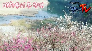 매화들의 봄 향연. 꽃말'고결'.임실 투어.소확행여행