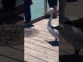 Pelican waiting to steal fish #australianbirds #birdlovers #fishing #animalencounters