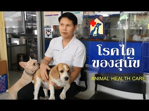 โรคไตในสุนัข สาเหตุ ประเภทและควรปฏิบัติอย่างไร : บีเกิ้ลหนมปังพบหมอตอนที่ 8 : JP HAPPY CHANNEL