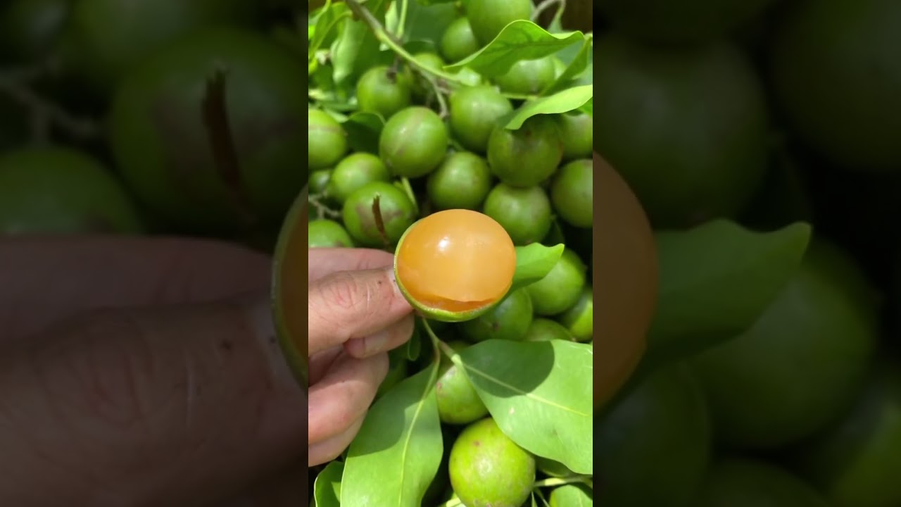 ¿Que nombre le dan a esta fruta en tu país? 👀