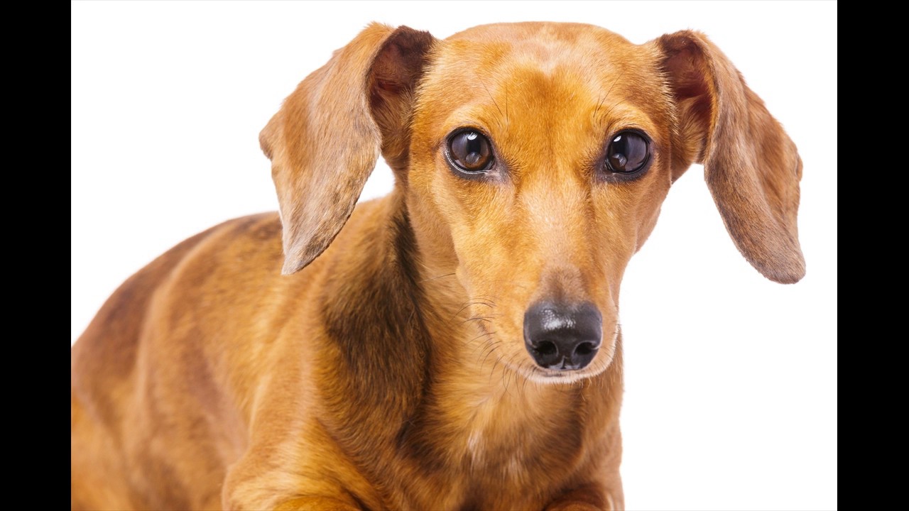 Dog Clothes (OctaDog.com)