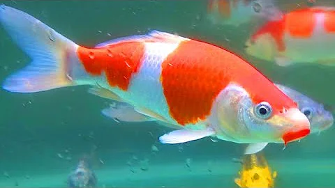 魚 イラスト 綺麗 تحميل Download Mp4 Mp3