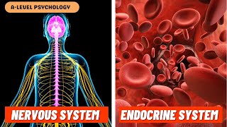 Nervous System, Endocrine System & Fight or Flight Response | Biopsychology by Bear it in MIND 3,827 views 5 months ago 12 minutes, 45 seconds
