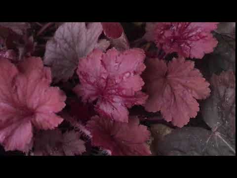 Βίντεο: Heuchera Blood-red (25 φωτογραφίες): καρμινοκόκκινες ποικιλίες, κοραλλιογενές δάσος και άλλα. Φύτευση, φροντίδα και αναπαραγωγή