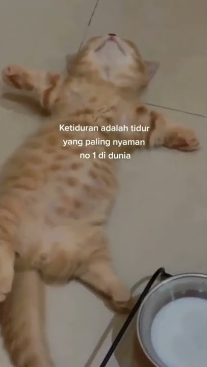Story WA Random