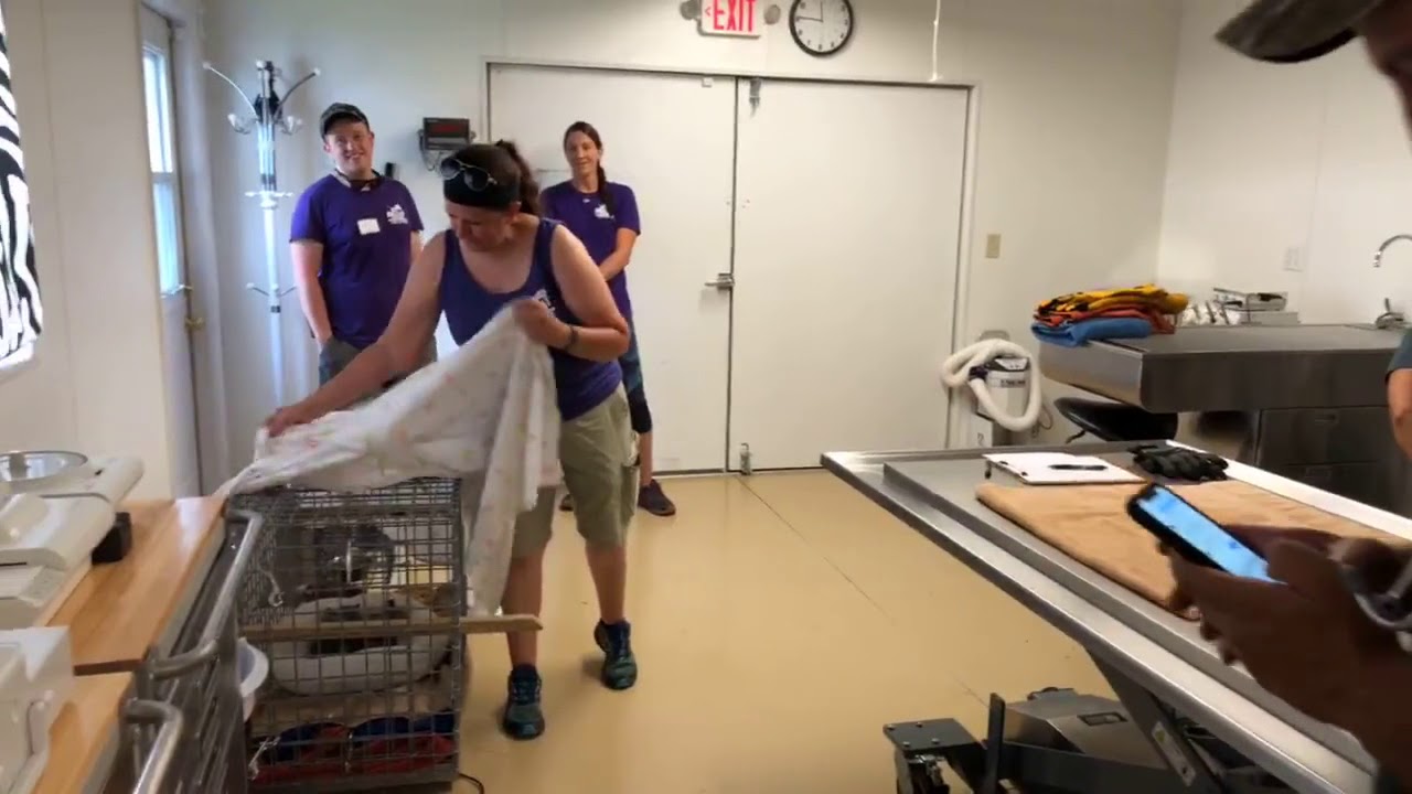 cheetah running speed Alpha, our newest Bobcat Rehab is having its first vet exam!