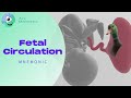 Fetal Circulation: FUN, SIMPLE, and MEMORABLE!