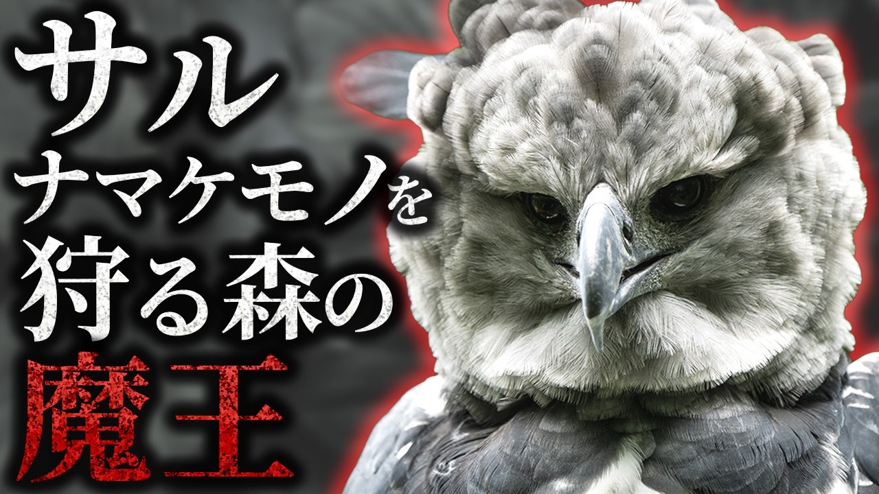 【最恐】オウギワシ｜サル・ナマケモノも食す頂点捕食者