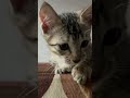 #cover #kittenshorts #cat #feelingmashup #catcute #kittens #cuteanimal #kitten #cutecat #cute