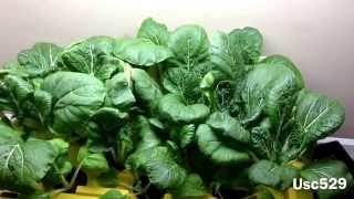 Hydroponic Pok Choi & Caesar Lettuce Harvest(43 days)