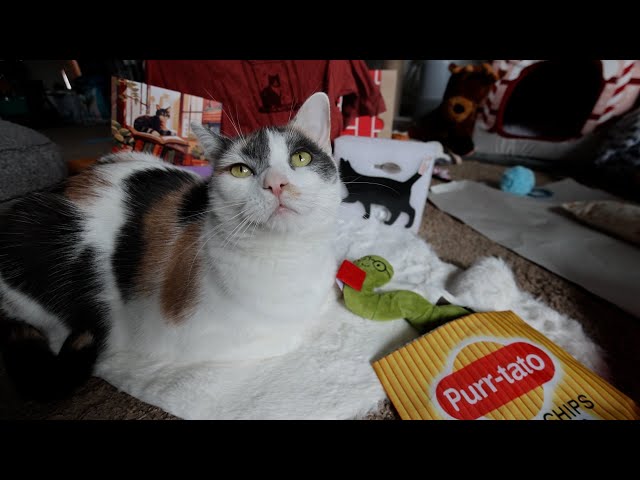CatLadyBox Unboxing | Cozy Cat Nook | November 2025 - YouTube